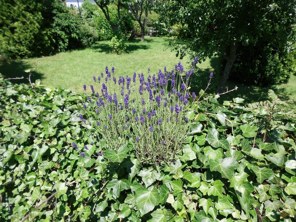 Apartment In Langewiese Sauerland With Garden 温特贝格 外观 照片